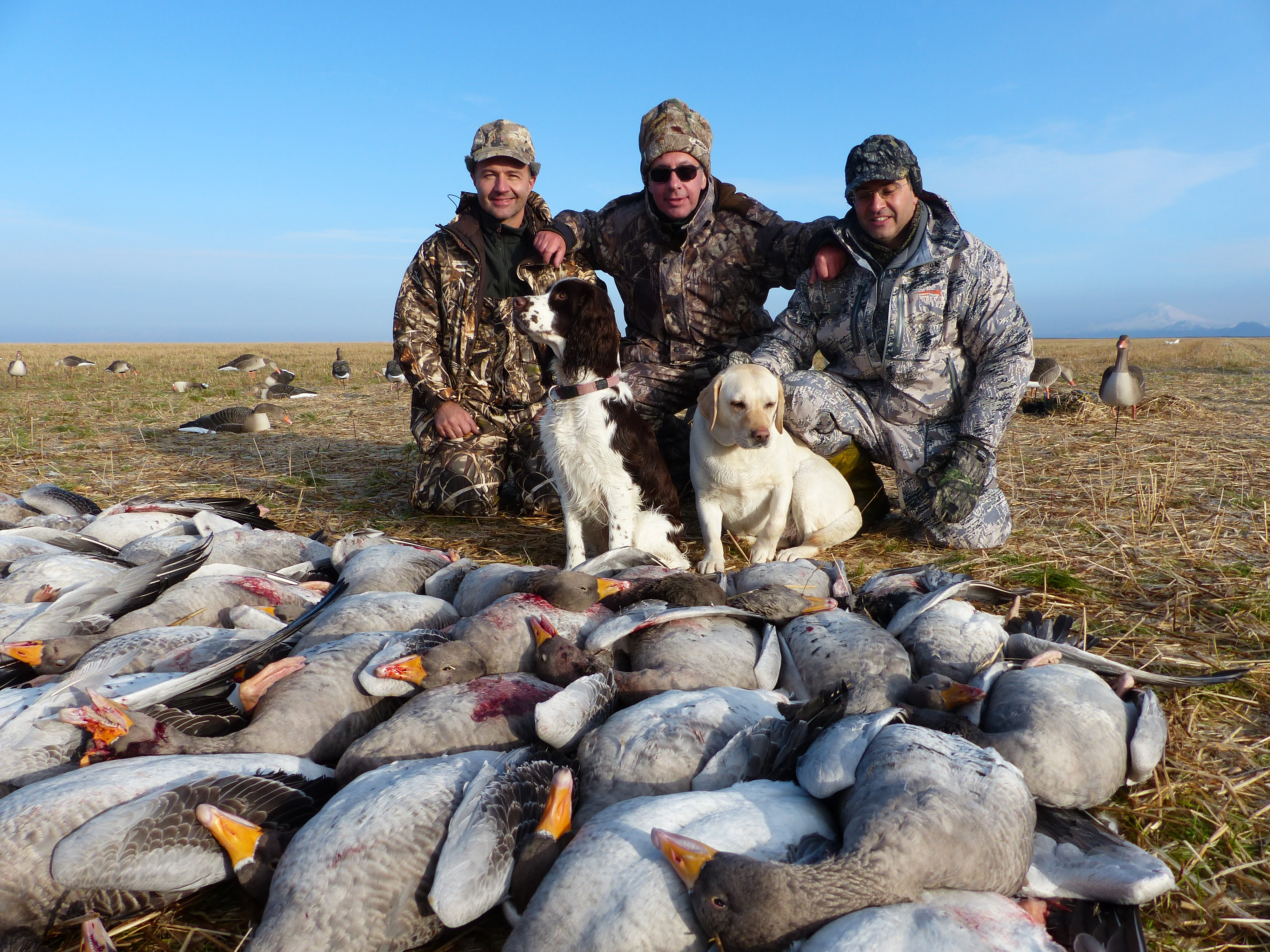 Geese shooting in Iceland