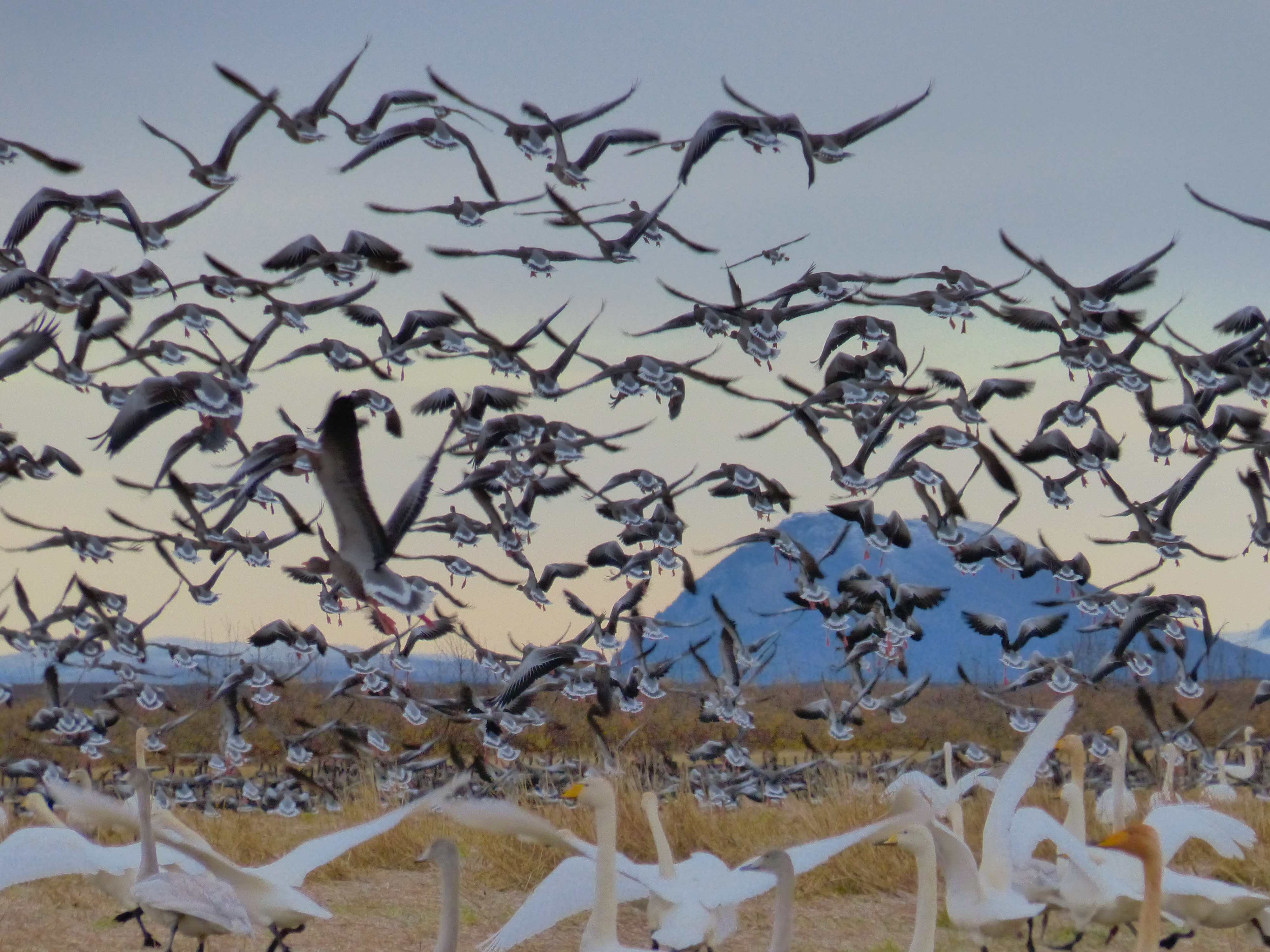 Geese shooting in Iceland