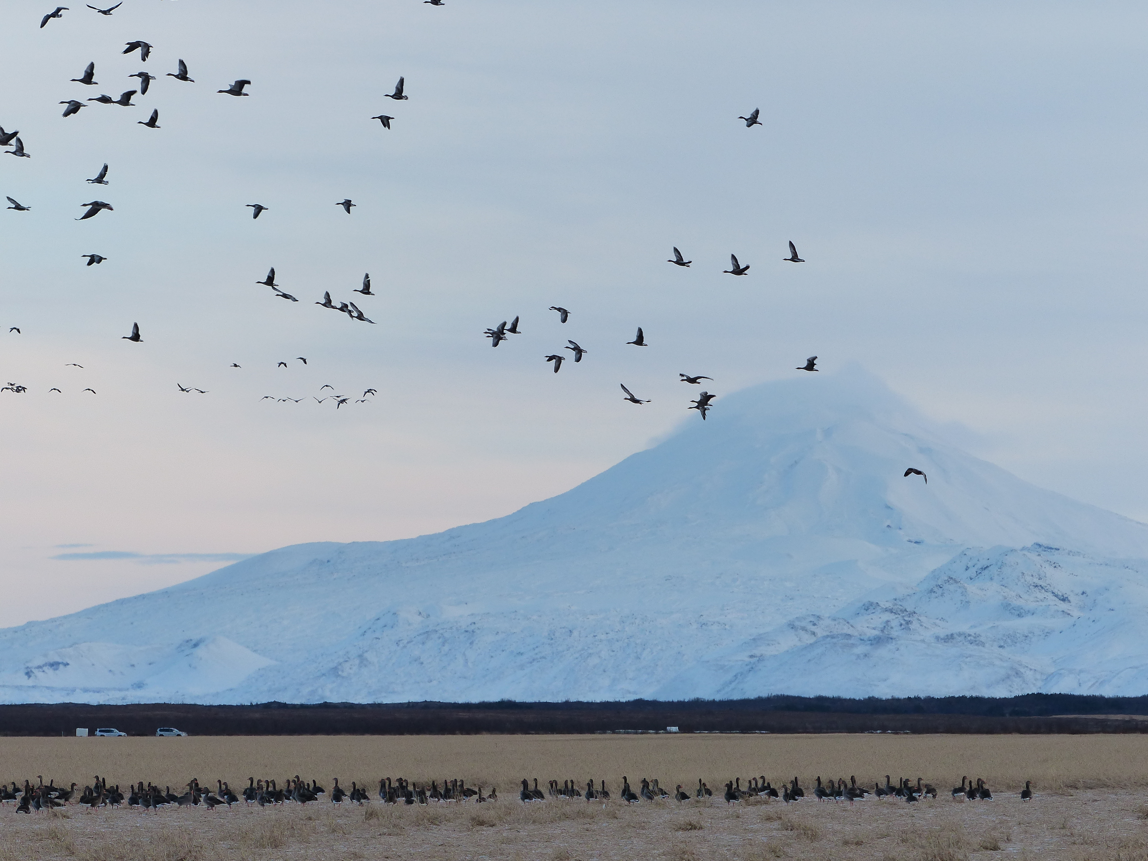 Geese shooting in Iceland