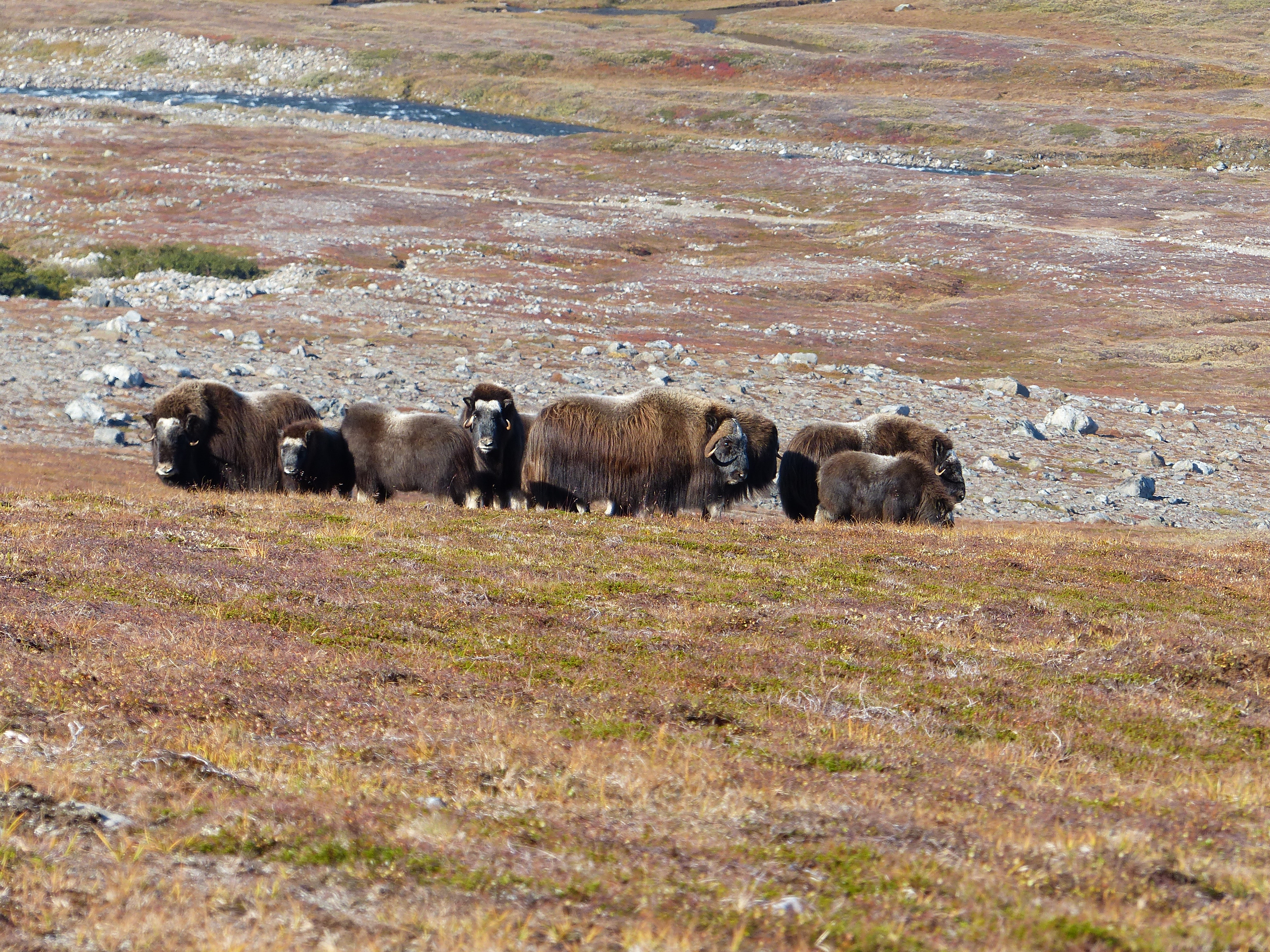 Musk Ox hunting in Greenland