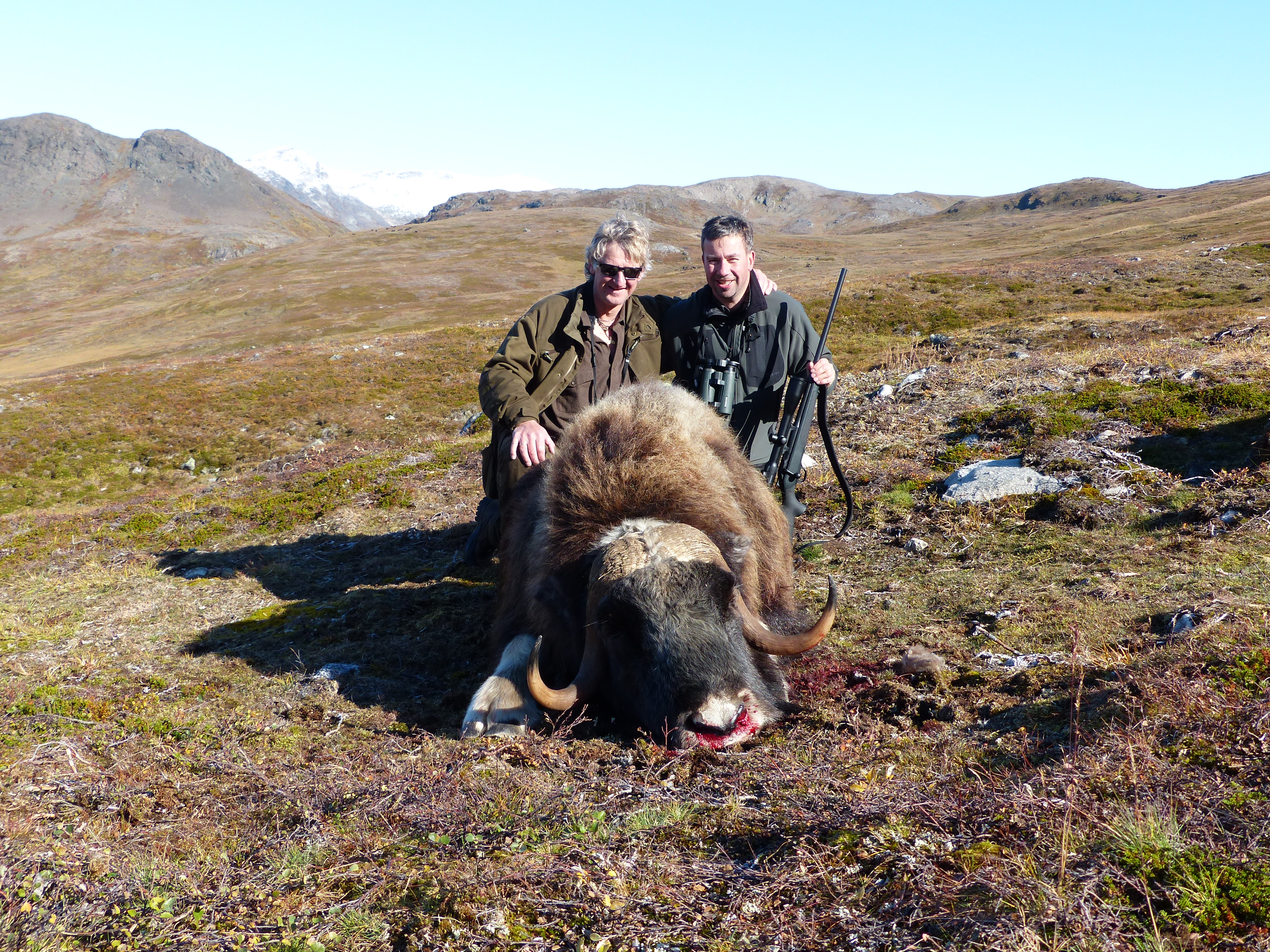 Musk Ox hunting in Greenland